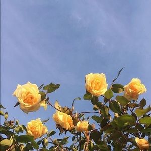 Meet your Posher, Noor